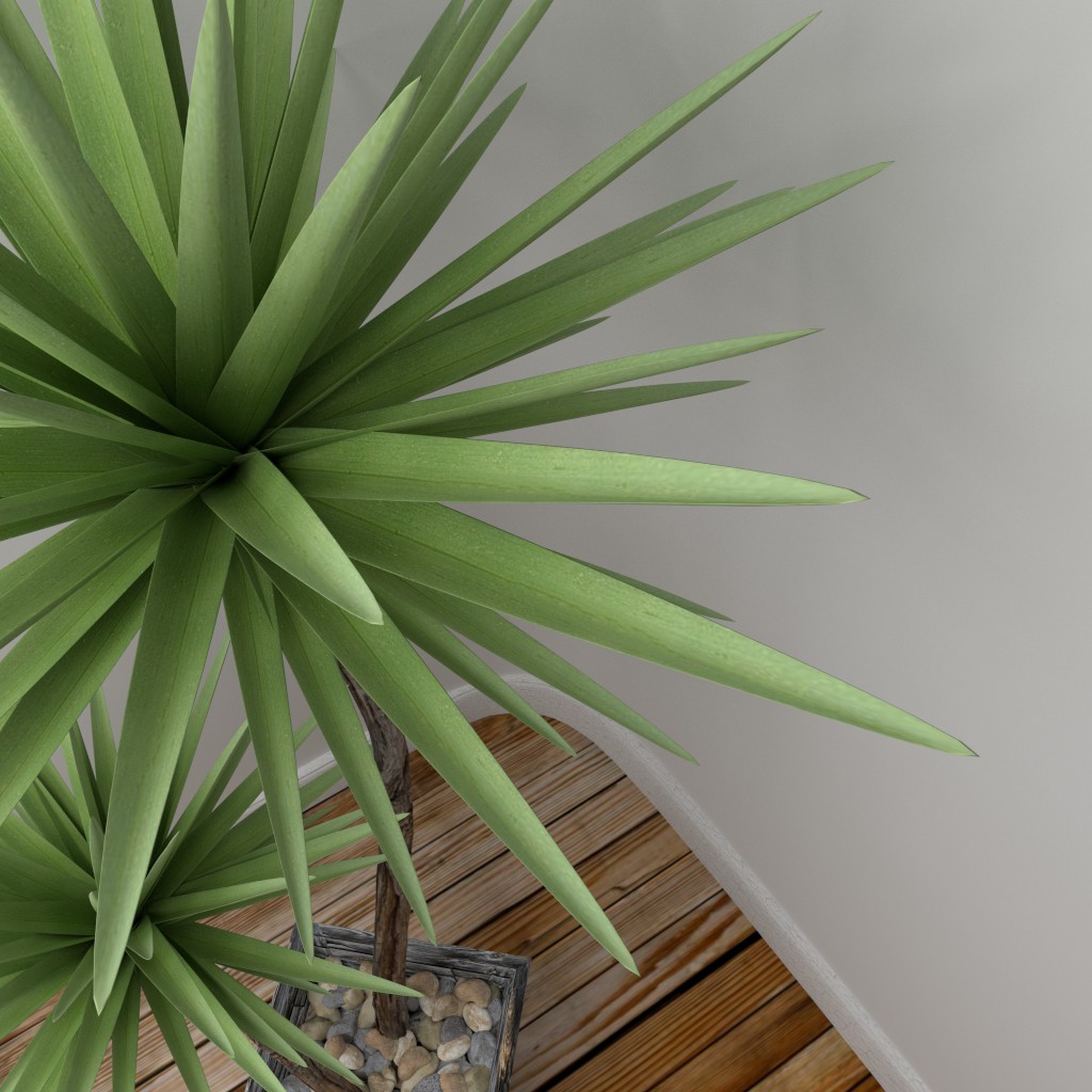 Yucca plant preview image 3